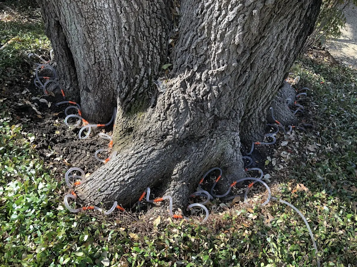 Detailed Tree Cabling and Bracing job site in Michigantown