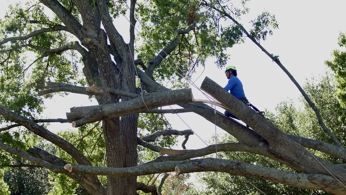 Professional Hazardous Tree Removal performed by certified arborists in Michigantown