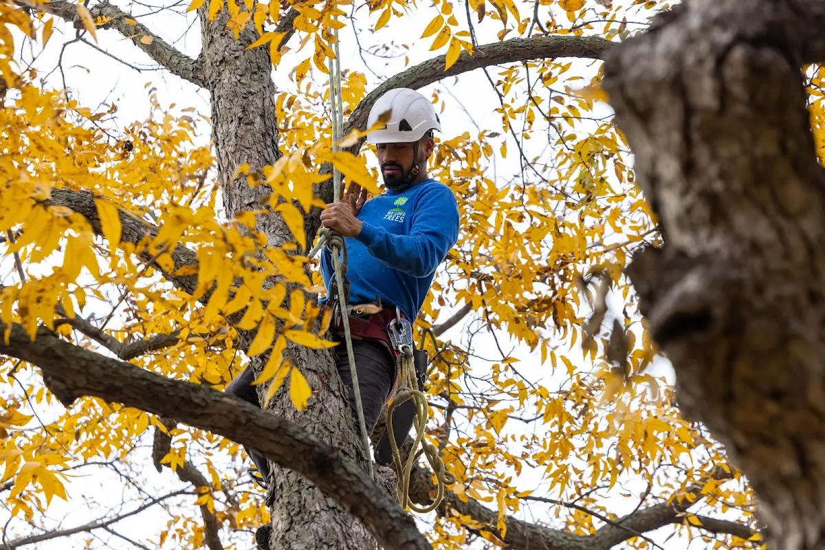 Skilled Storm Damage Cleanup crew working in Michigantown